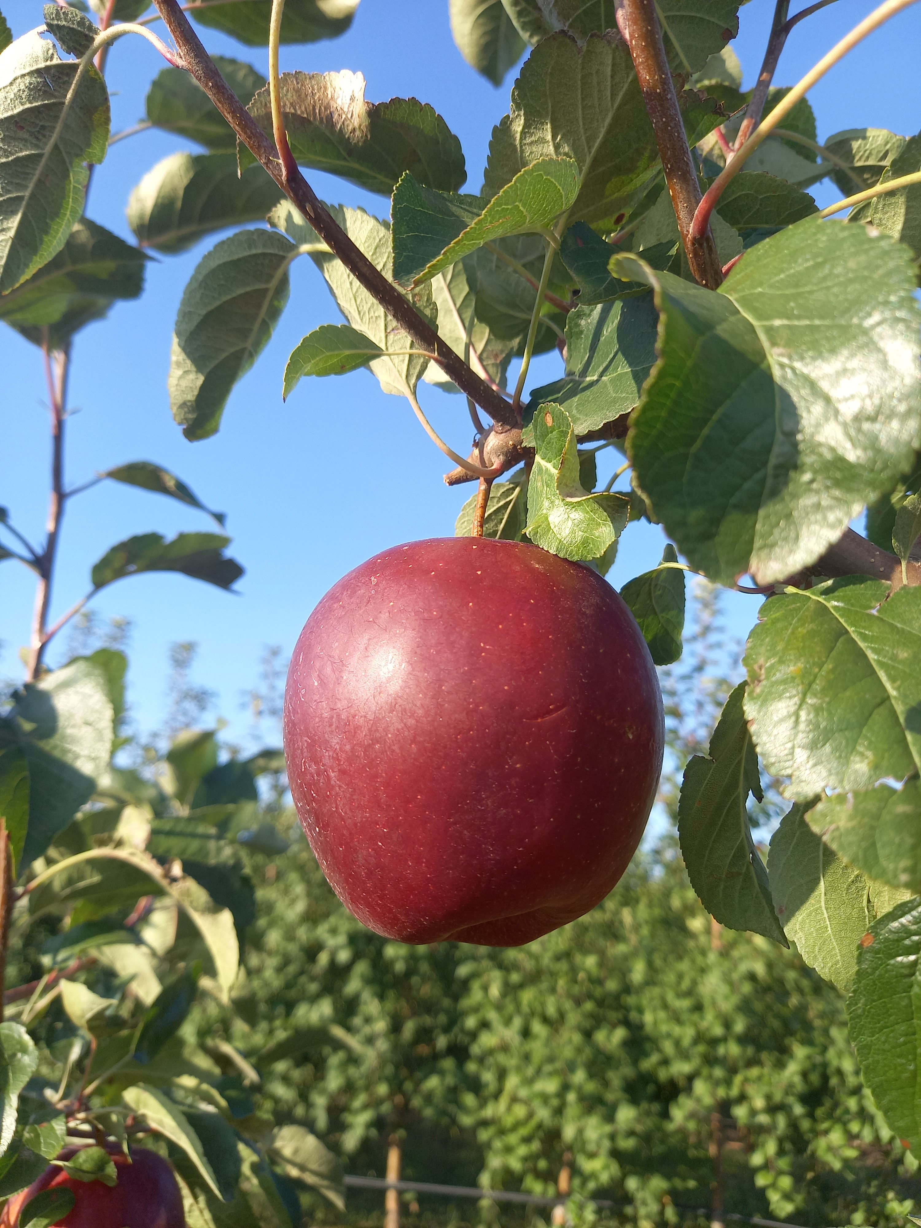 Яблоки Моди первого сорта, калибр 70+ оптом напрямую от фермерского хозяйства