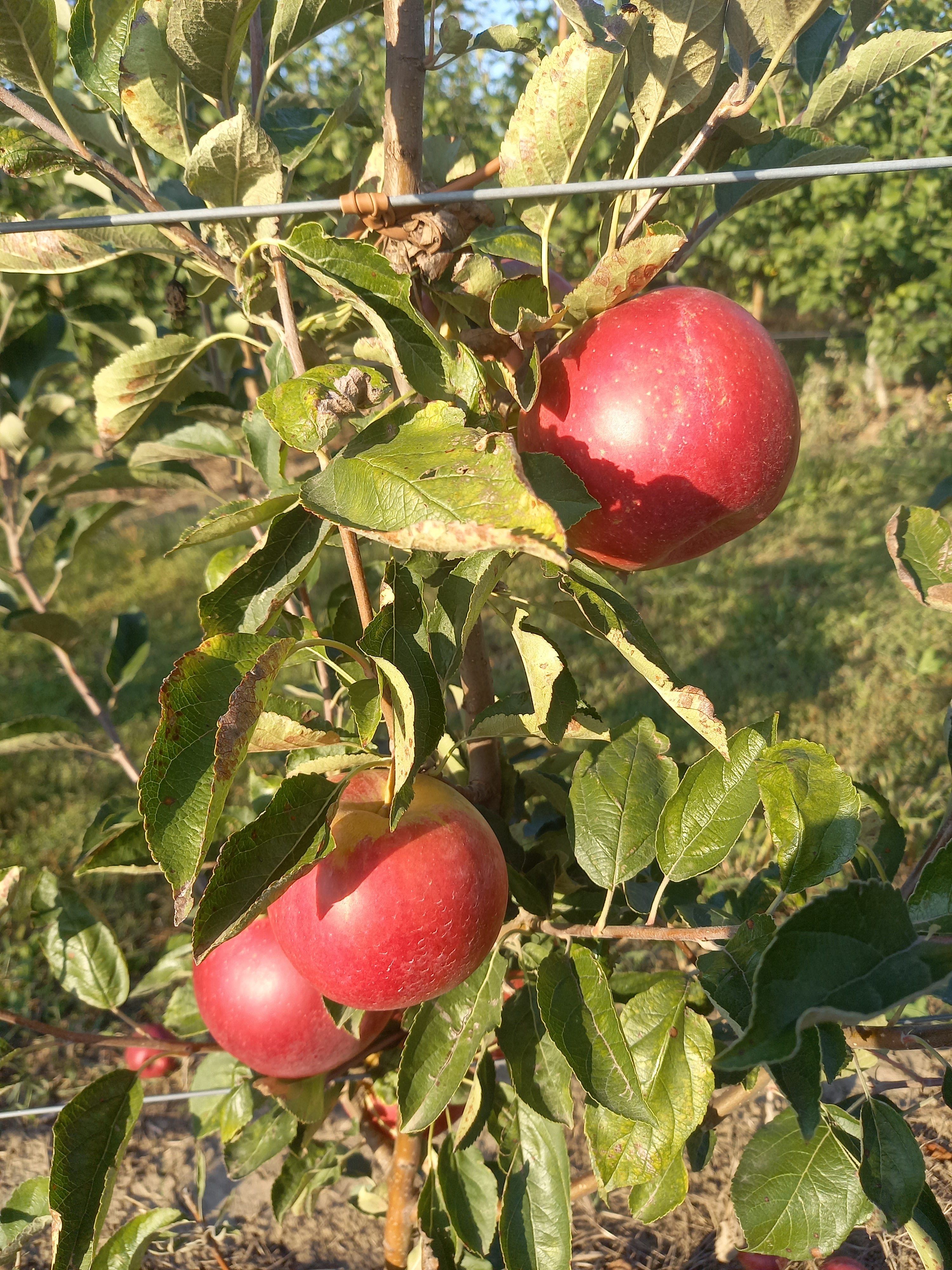 Яблоки Моди первого сорта, калибр 70+ оптом напрямую от фермерского хозяйства