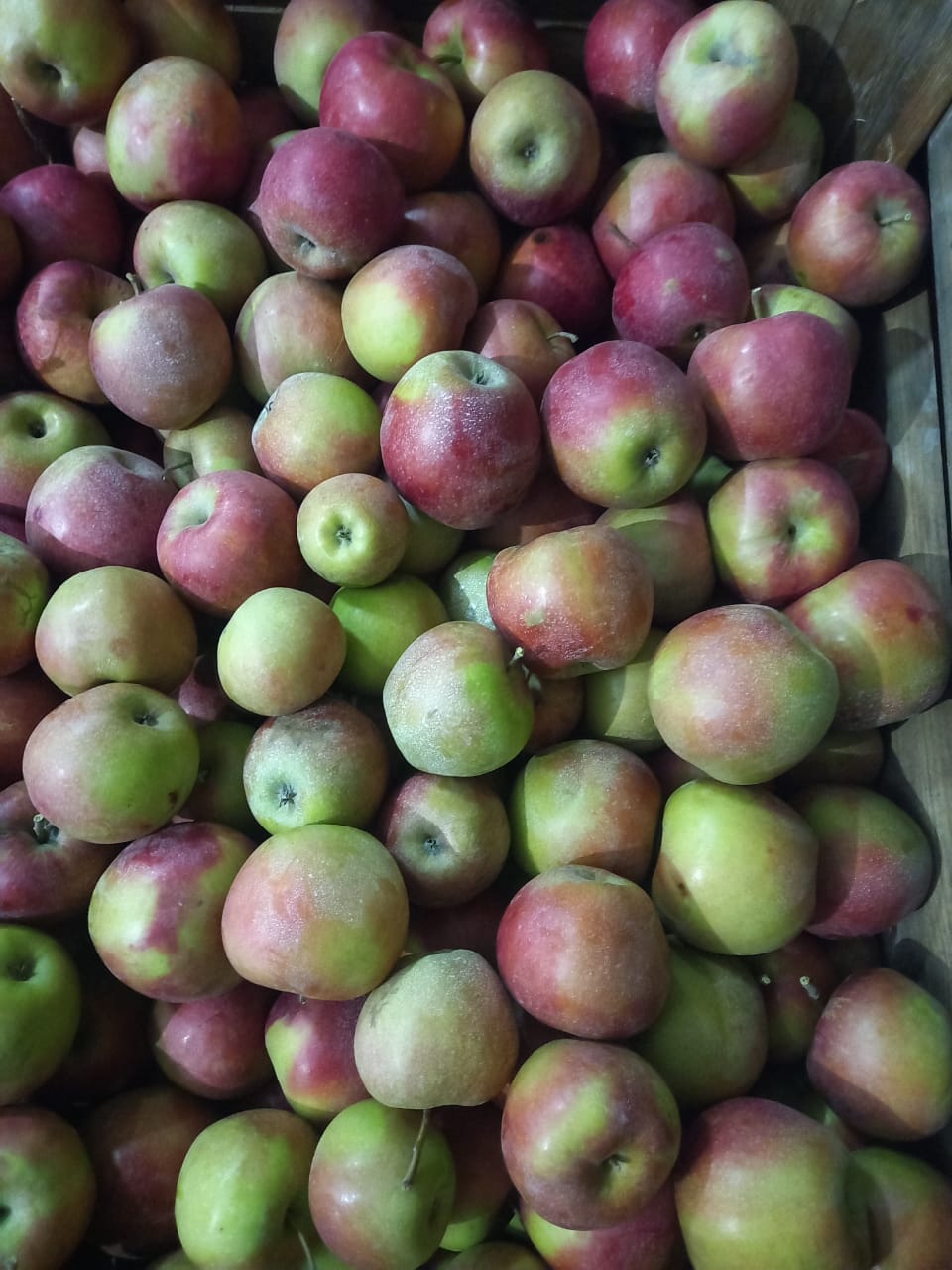 Яблоки Джонаголд первый+второй сорт, калибр 65+ оптом напрямую из сада
