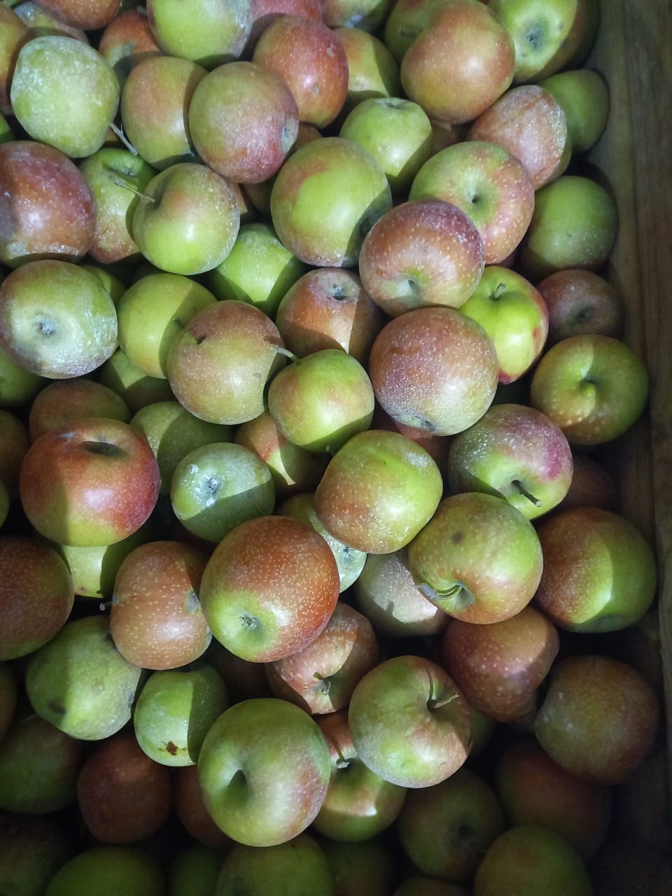 Яблоки Джонаголд первый+второй сорт, калибр 65+ оптом напрямую из сада