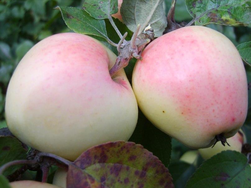 Продам саженцы яблони Рижский голубок ЗКС (1летка)