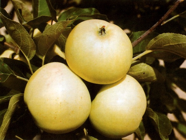 Продам саженцы яблони Папировка ОКС (1-3-4летка)