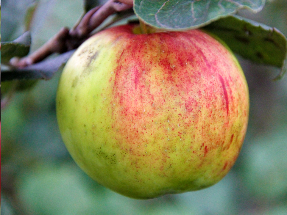 Продам саженцы яблони Осеннее полосатое ЗКС (1летка)
