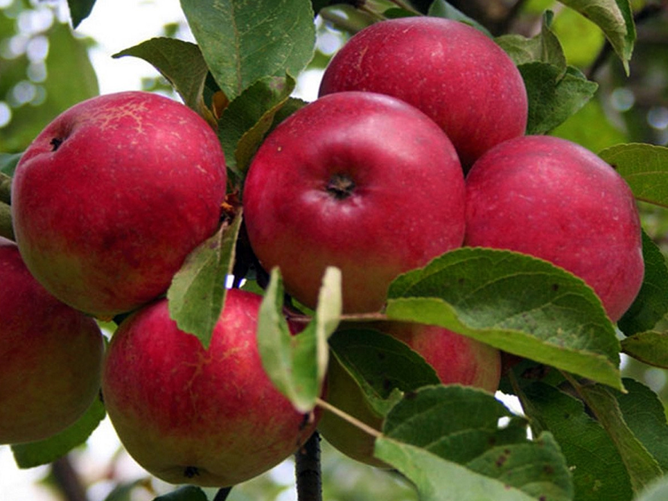Продам саженцы яблони Осенняя радость ОКС (1-3-4летка)