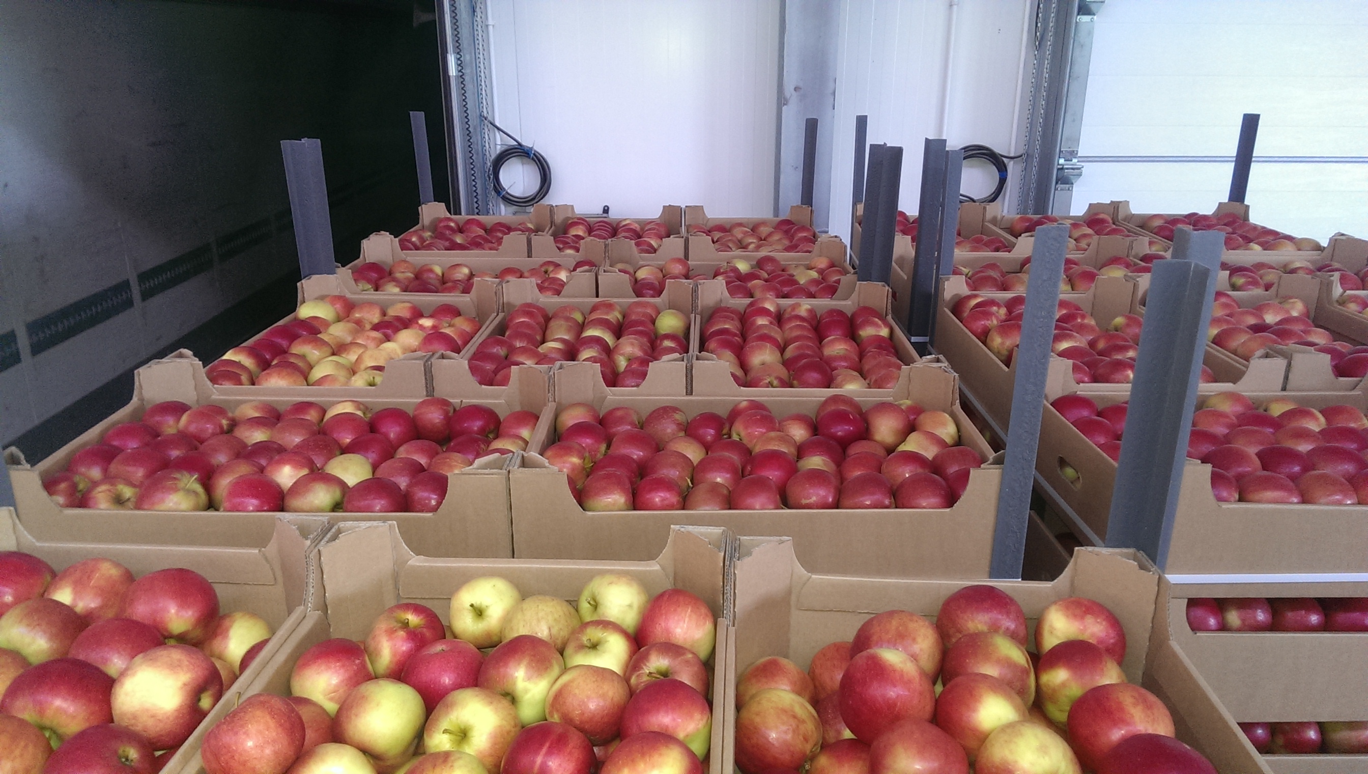 Купить яблоки от производителя. Перевоз яблок. Поставка яблок. Транспортировка яблок. Хранилище яблок.