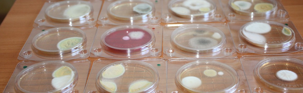 Экспресс-тесты «Петритест» - для микробиологического контроля.