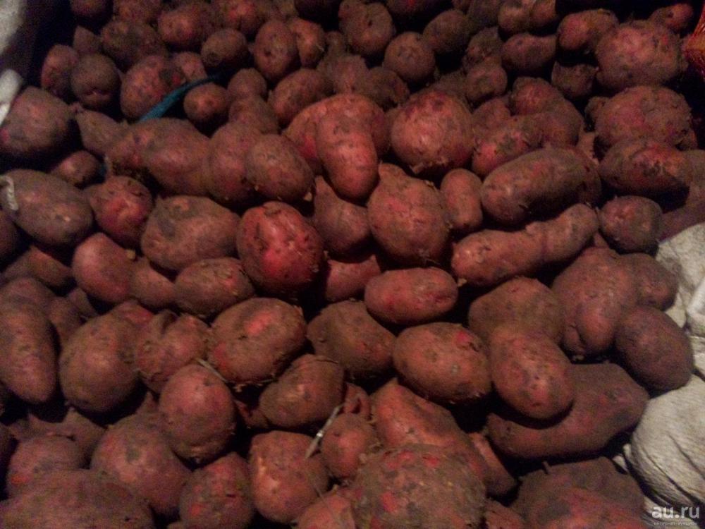 Картофель оптом, сорт Ред Скарлет, Урожай 2022 напрямую от фермера. 15р.кг