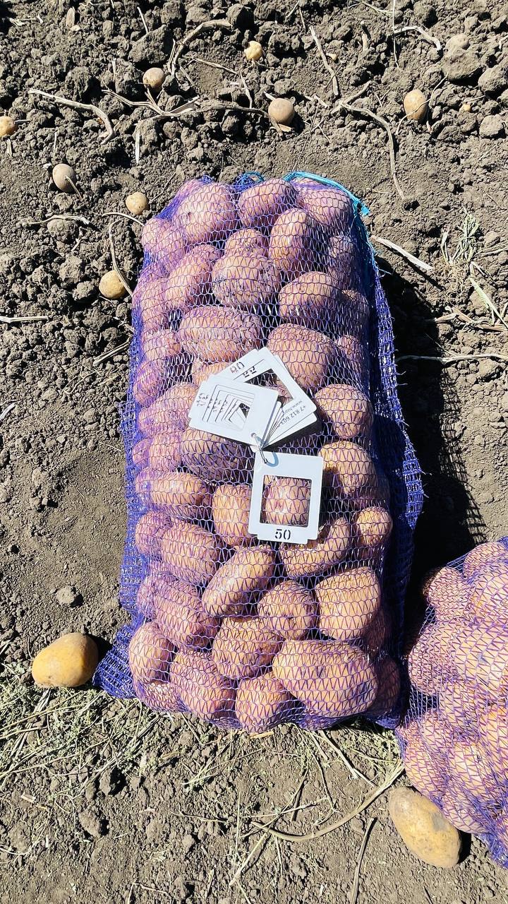 Картофель Коломбо оптом, напрямую от производителя Урожай 2022 14р.кг