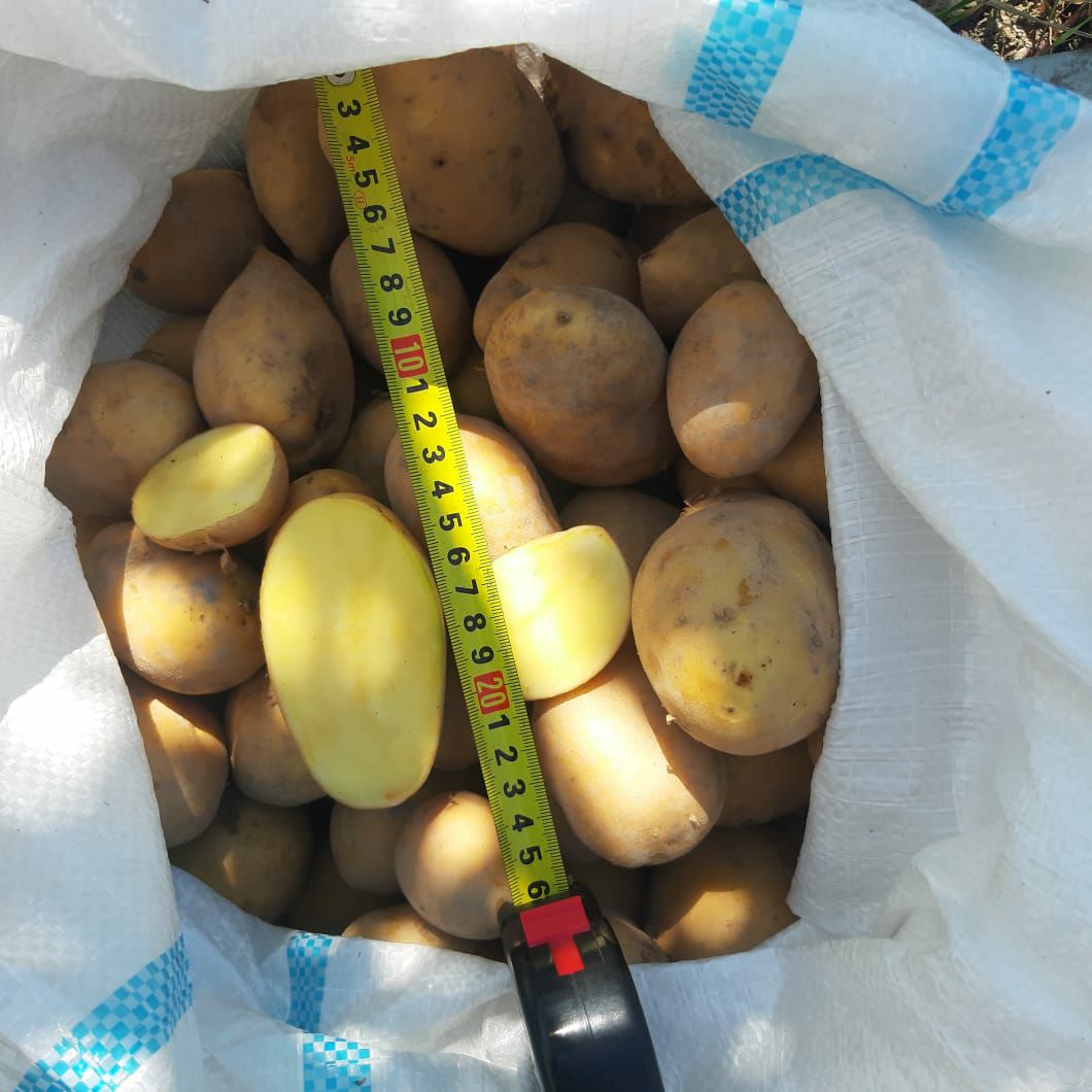 Картофель оптом, сорт Ривьера, Урожай 2022 напрямую с полей. 14р.кг