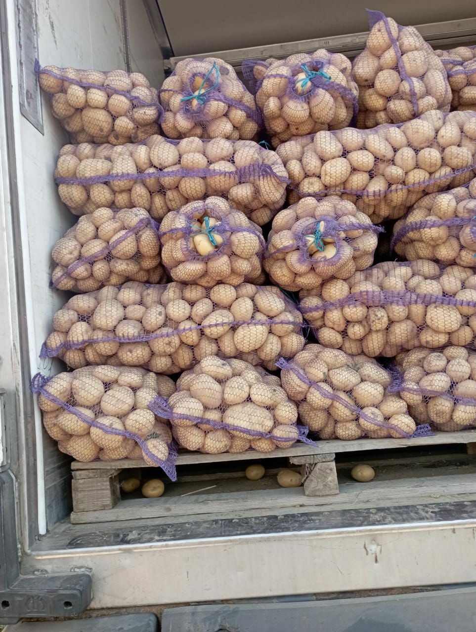 Картофель оптом, сорт Ривьера, Урожай 2022 напрямую с полей. 14р.кг