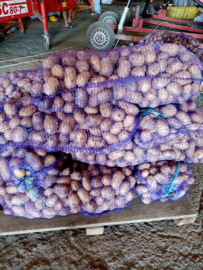 Картофель сорта Королева Анна оптом, Урожай 2022 напрямую с хозяйства. 11р.кг