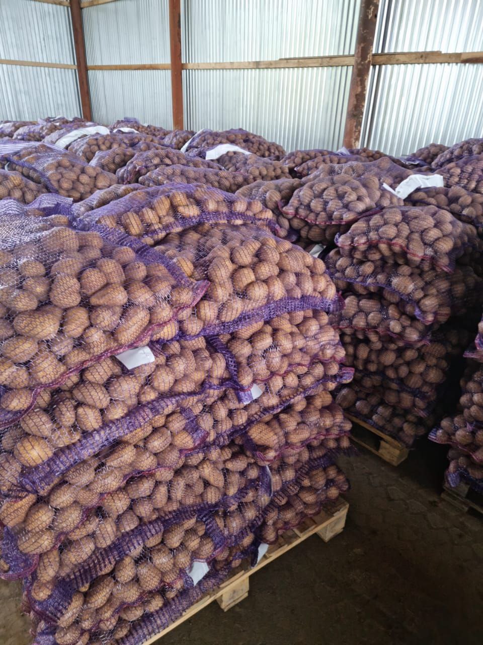 Картофель Гала оптом, Урожай 2022 напрямую от КФХ 16р.кг