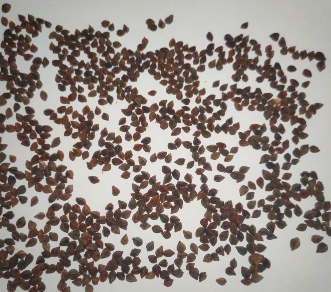 Семена гречихи, сорта "Девятка" РС1
