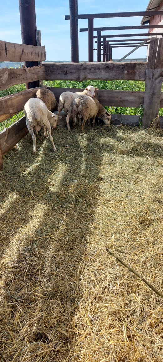 Ягнята ростовская область. Катумский баран. Баран Катумской породы. Продажу овец породы Катумская в городе Омске.