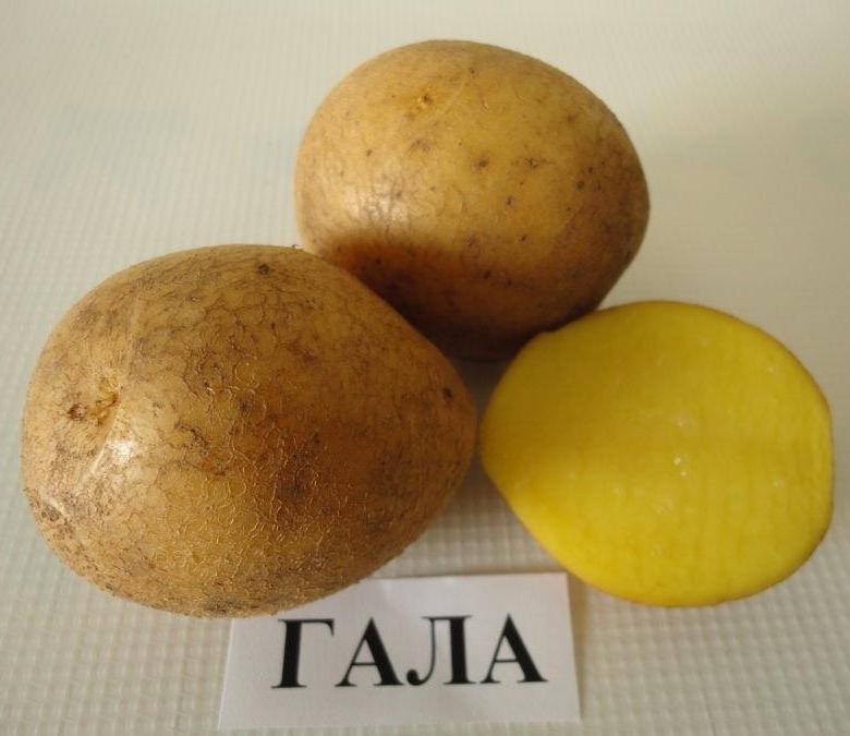 Семенной картофель, сорт Гала