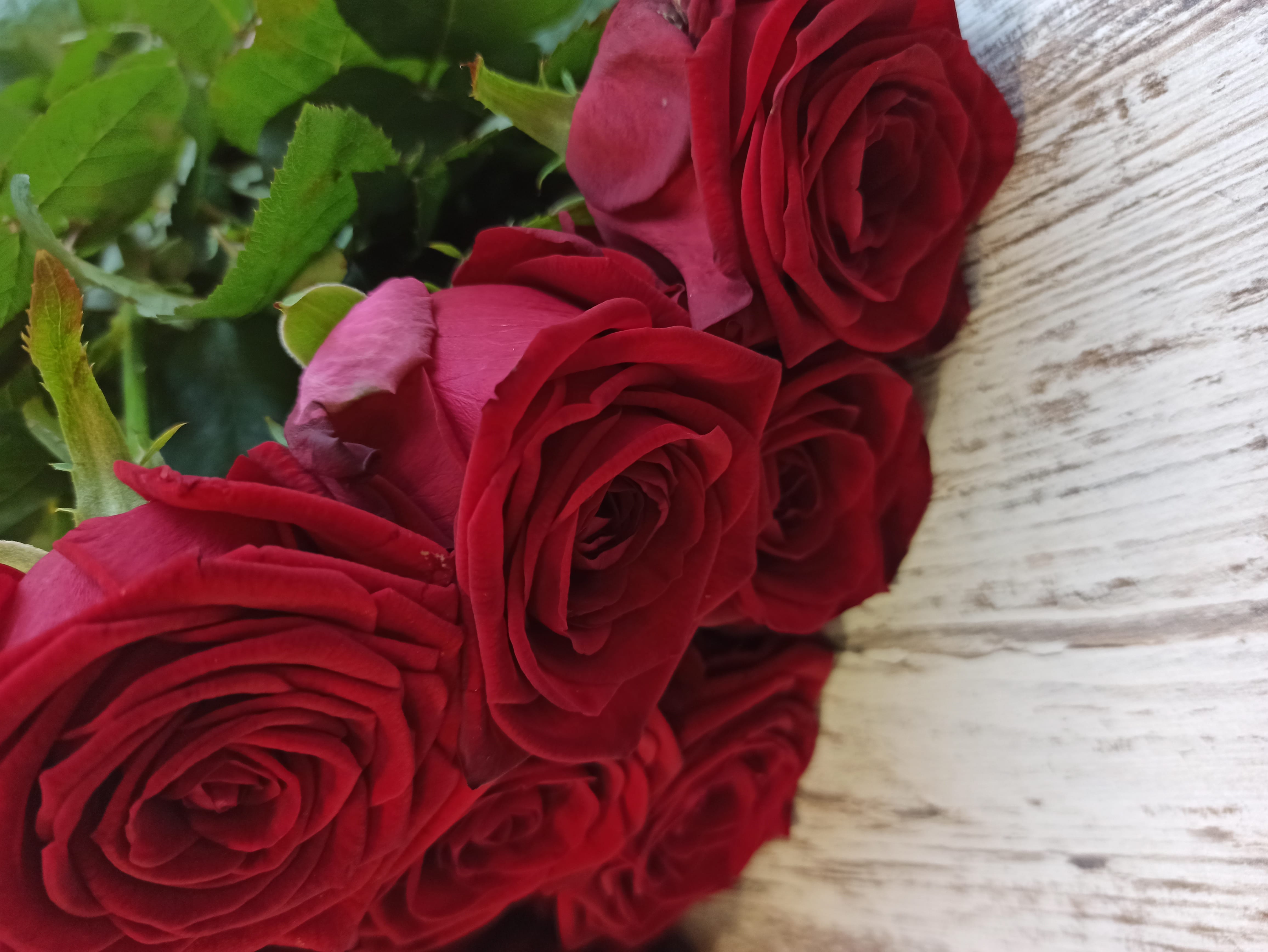 Одноголовая роза Ред Наоми (Red Naomi)