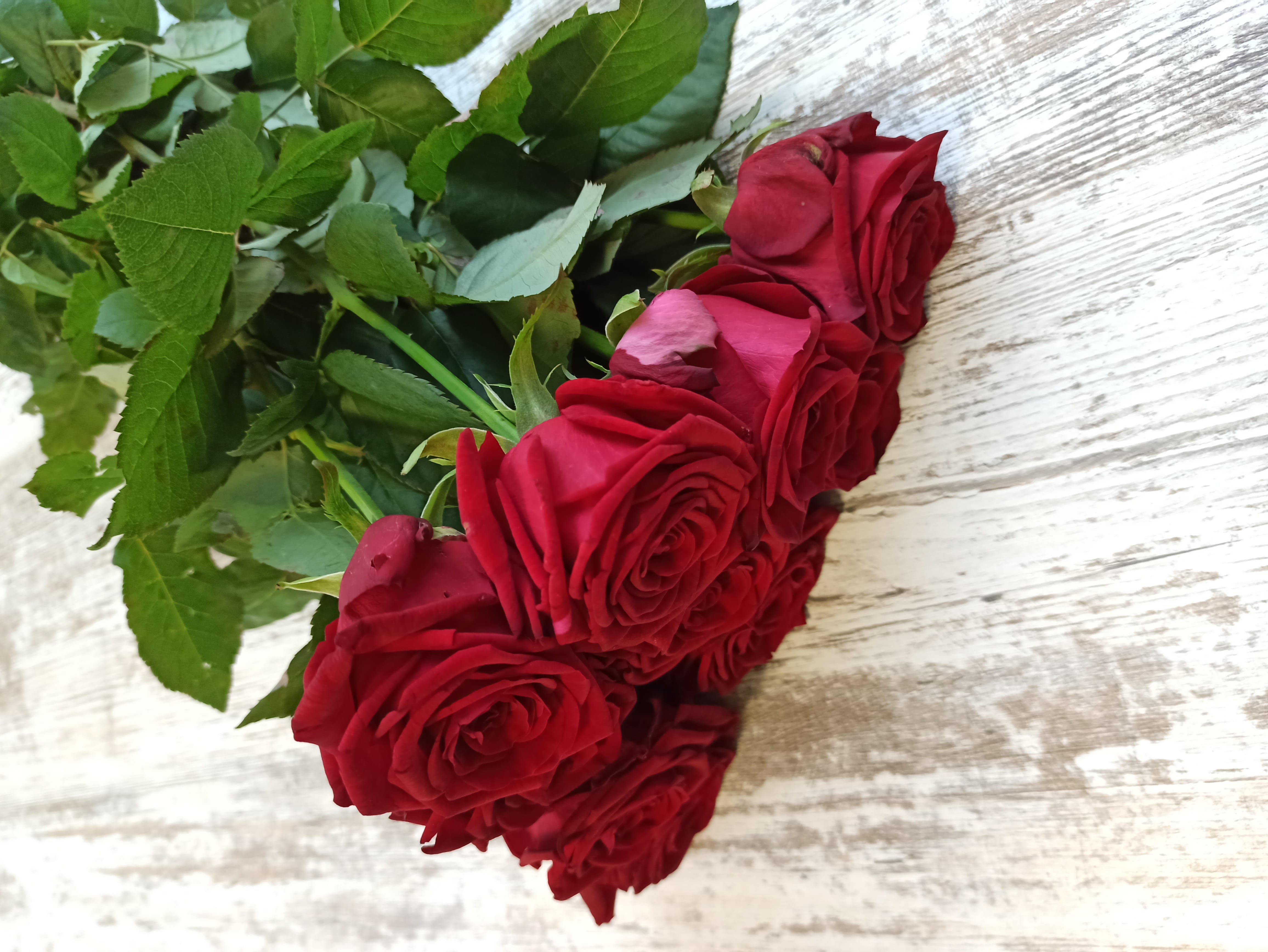 Одноголовая роза Ред Наоми (Red Naomi)