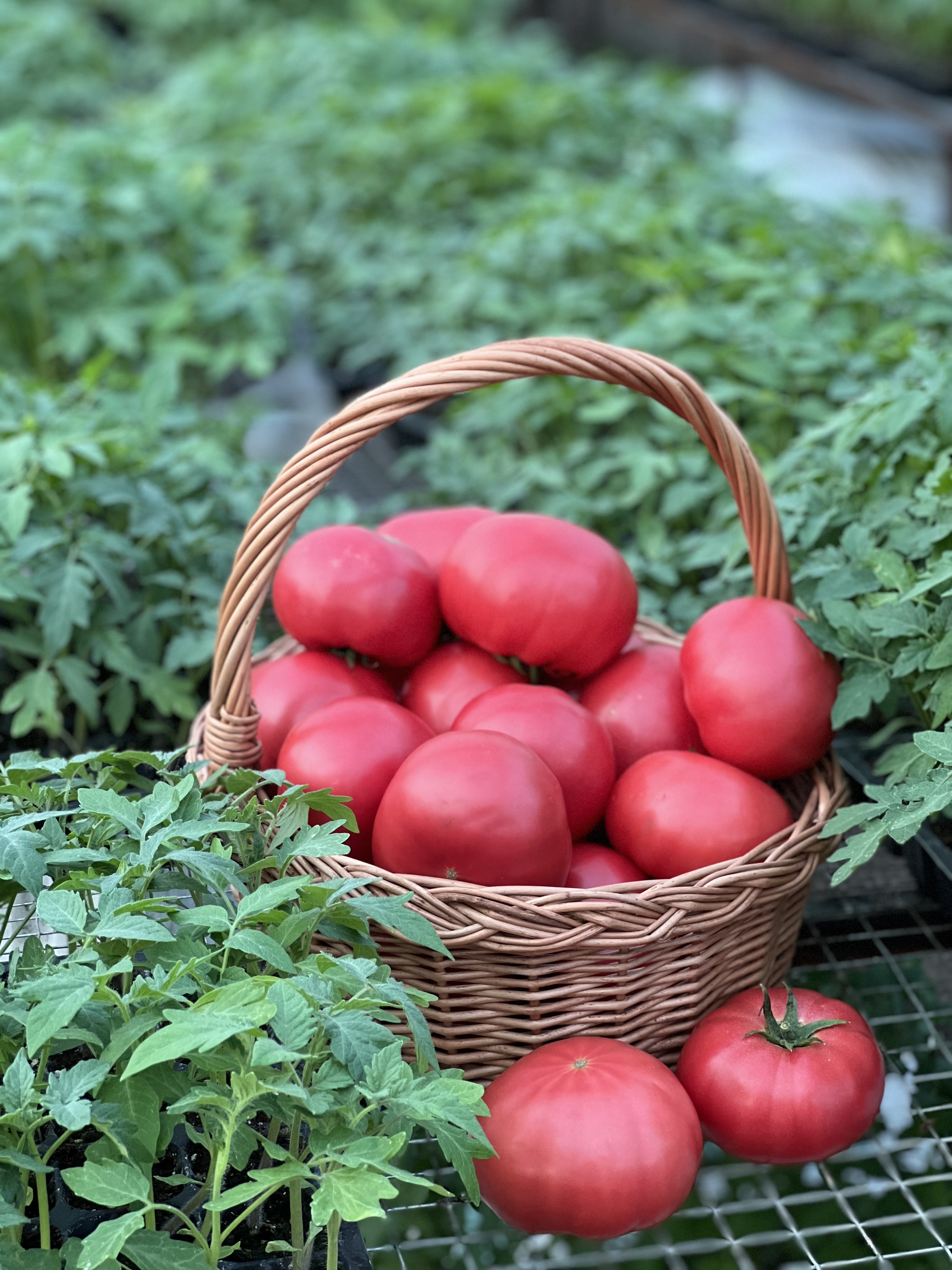Томат розовый Килато F1 | Kilato F1 500 семян tomato семена Minami seeds