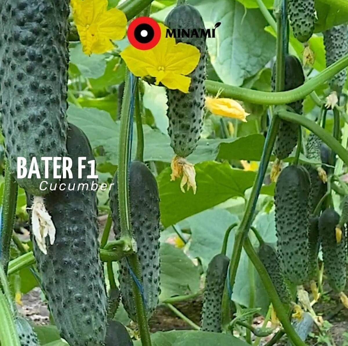Огурец Батер F1 | Beter F1 500 семян cucumber семена Minami seeds