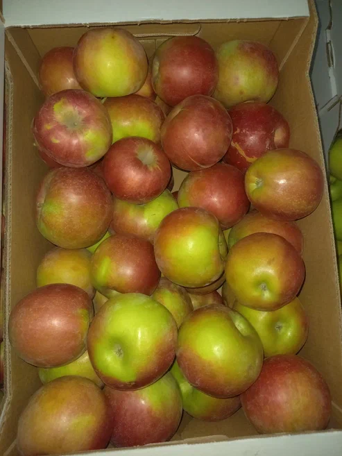 Яблоки с Краснодарских садов.