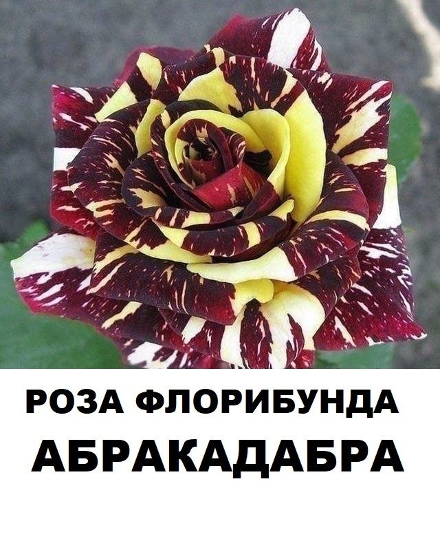Флорибунда роза Абракадабра