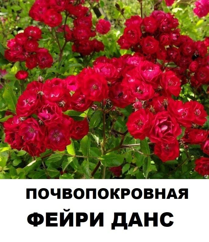 Почво-покровная  роза Фейри Данс