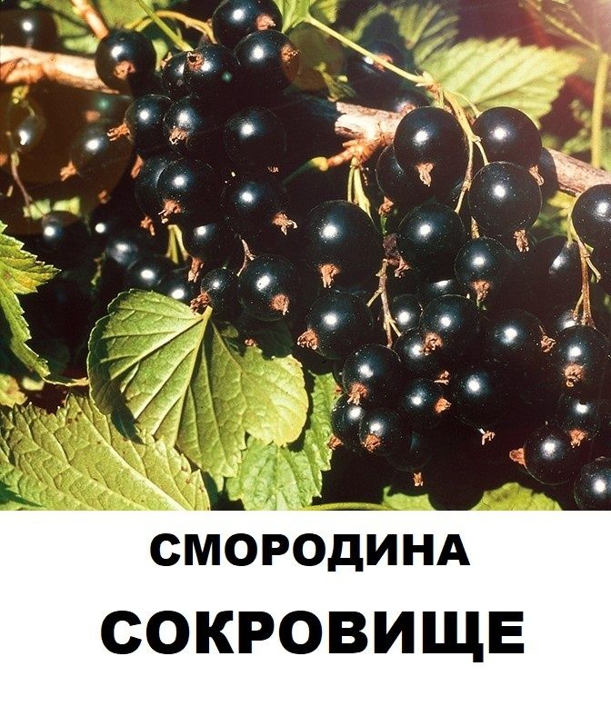 Смородина сокровище описание сорта фото. Смородина Селеченская куст.