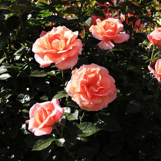 Чайно-гибридная  роза Рене Госинни