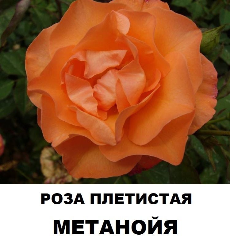 Плетистая  роза Метанойя