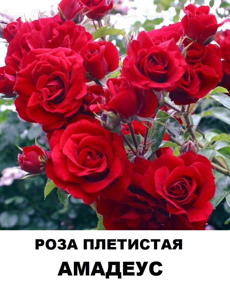 Плетистая  роза Амадеус