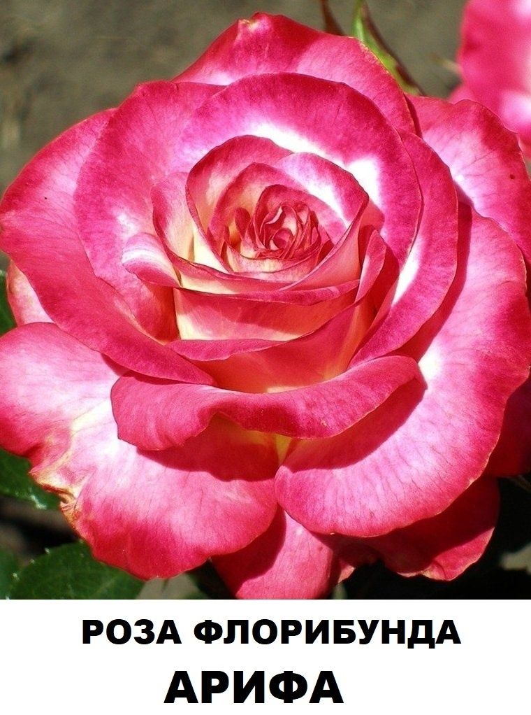 Флорибунда роза Арифа