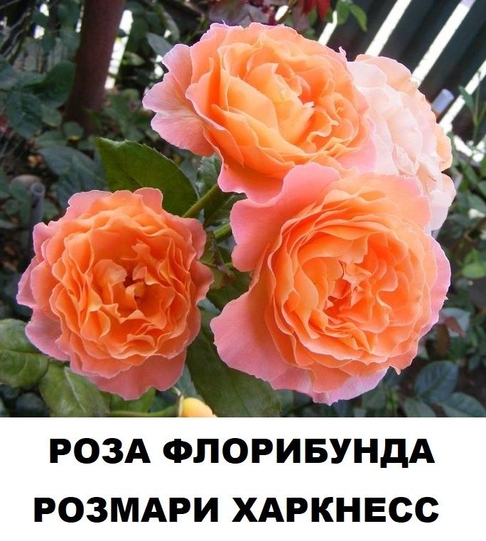 Флорибунда роза Розмари Харкнесс