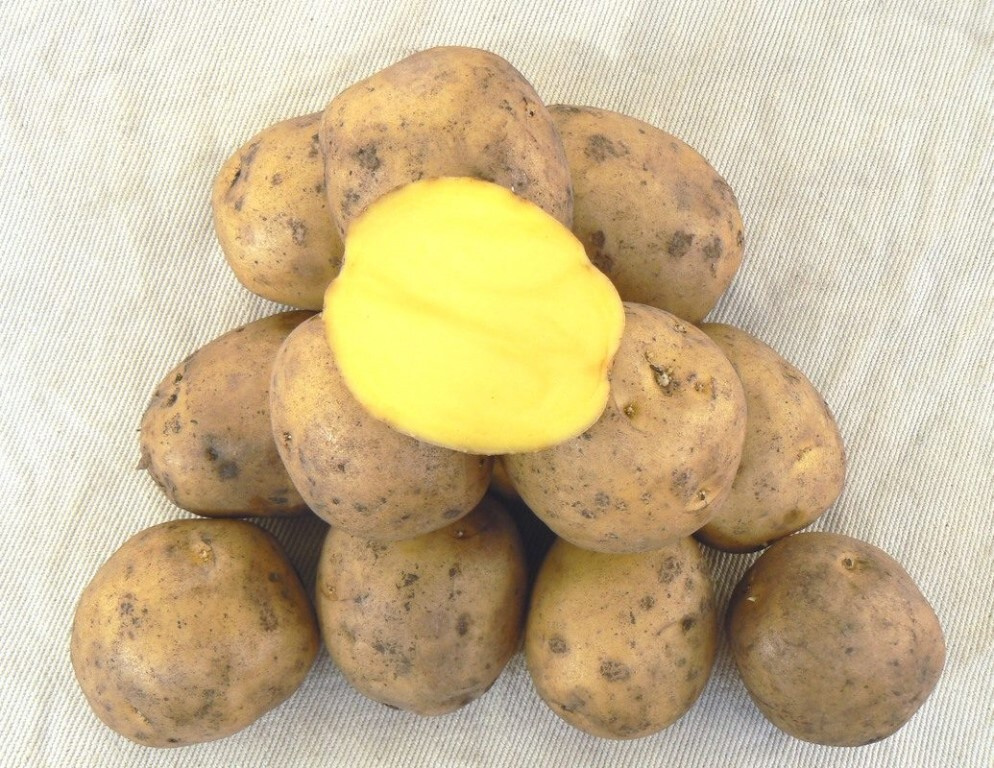 Картофель семенной III репродукция, сорт Гала
