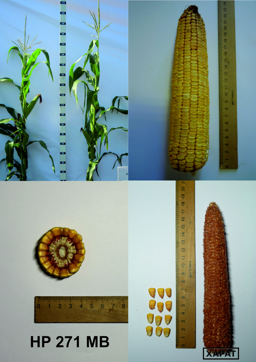 НР 271 МВ семена гибрида кукурузы