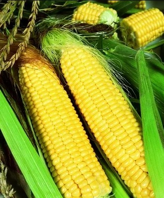 ЛГ 3350 семена гибрида кукурузы