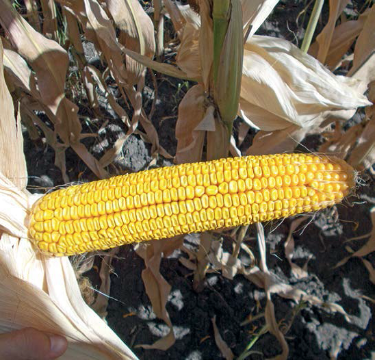 ЛГ 2195 семена гибрида кукурузы