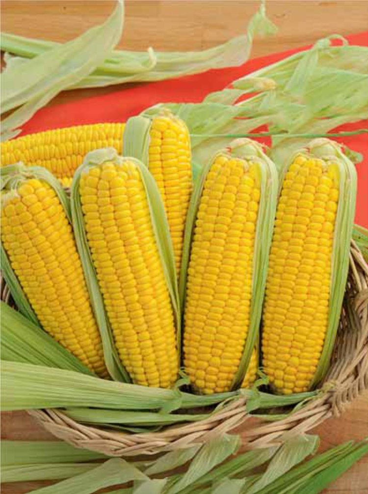 ЛГ 3285 семена гибрида кукурузы