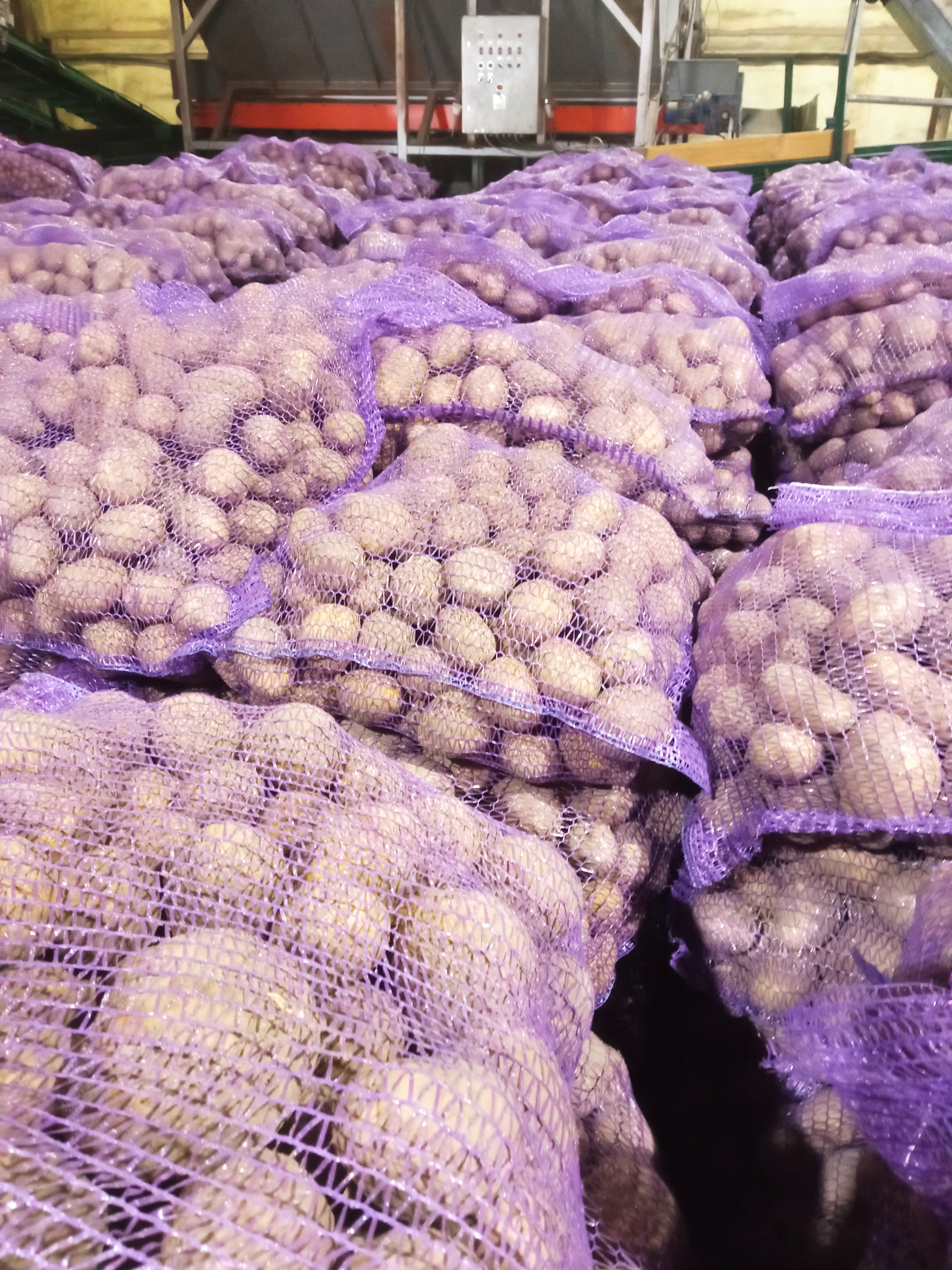 картофель сорт"Наташа" объём 500 тонн