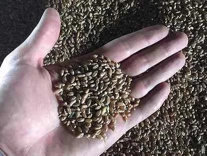 Озимая пшеница Скипетр семена РС 2