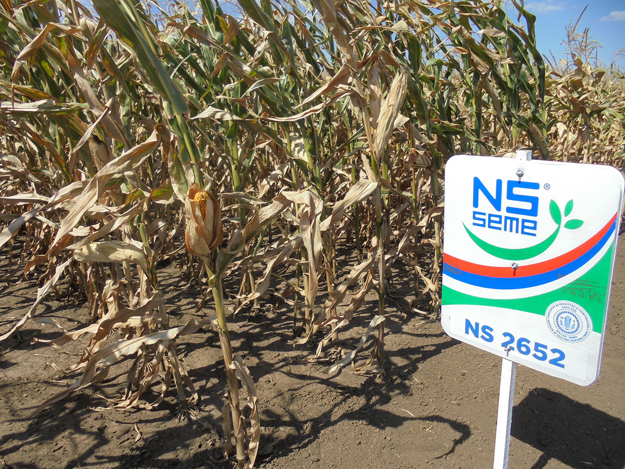 Гибриды Кукурузы NS SEME из Сербии. НС-118,НС-220,НС-223.+НОВЫЕ НС-1090, НС-2030, НС-2040, НС-2652, НС-2662, НС-5051 включенные в реестрв 2015 г