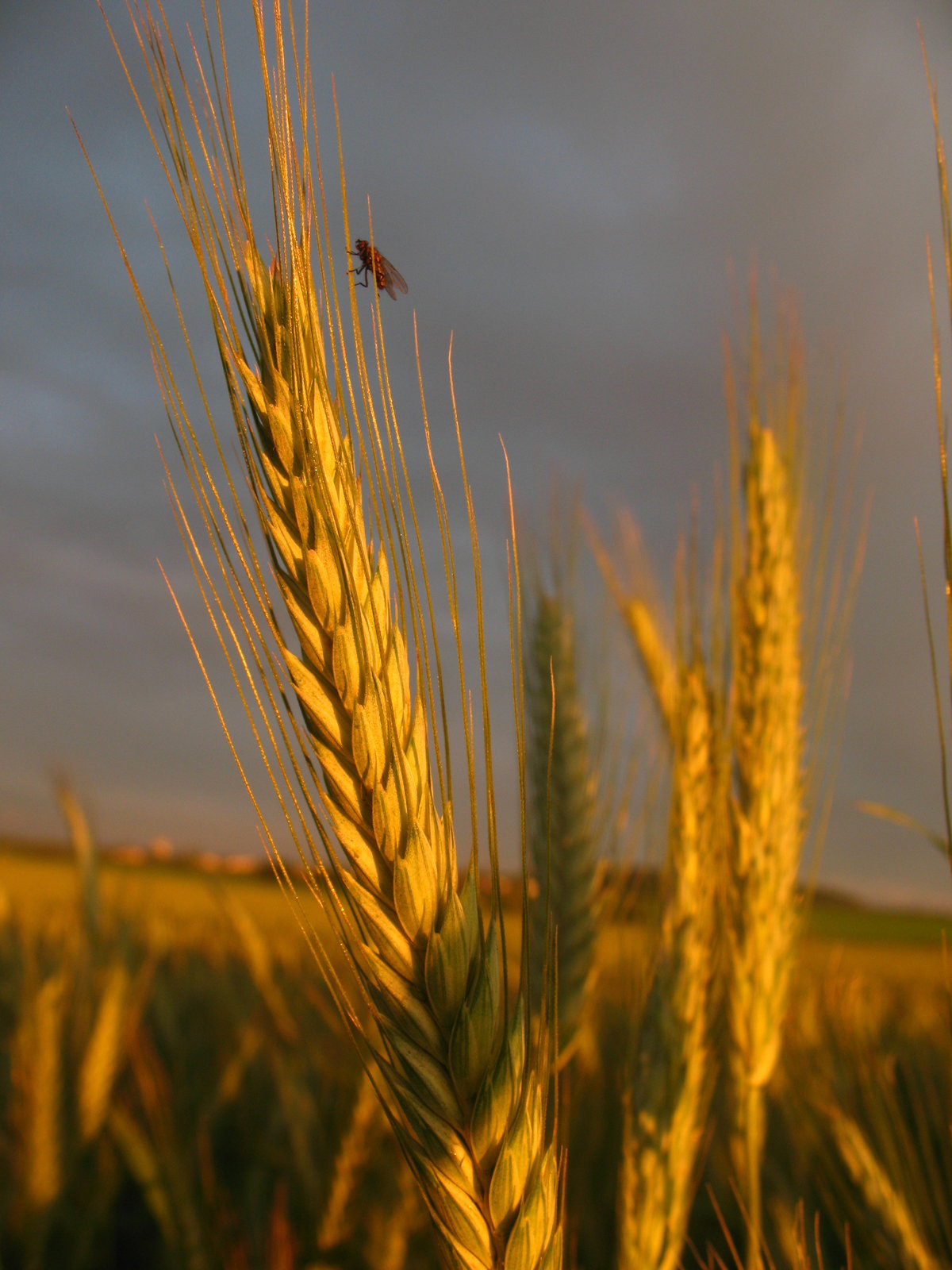Озимая пшеница Омская озимая
