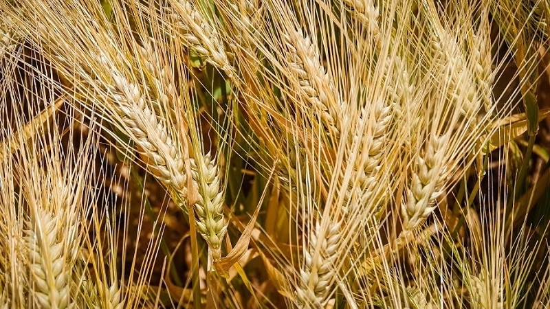 Пшеница Омская 36