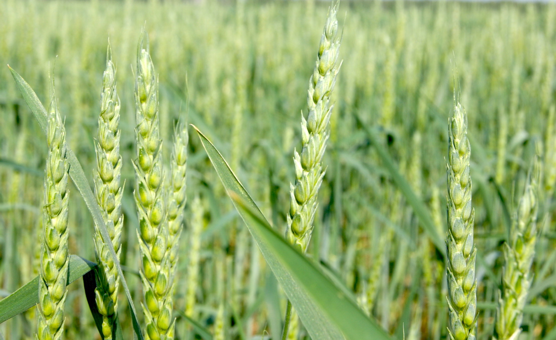 Пшеница Омская 36