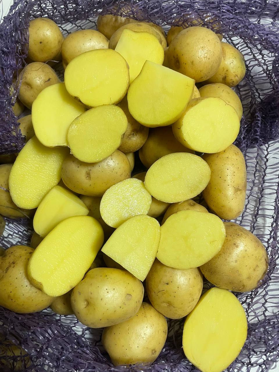 Семенной картофель Коломбо