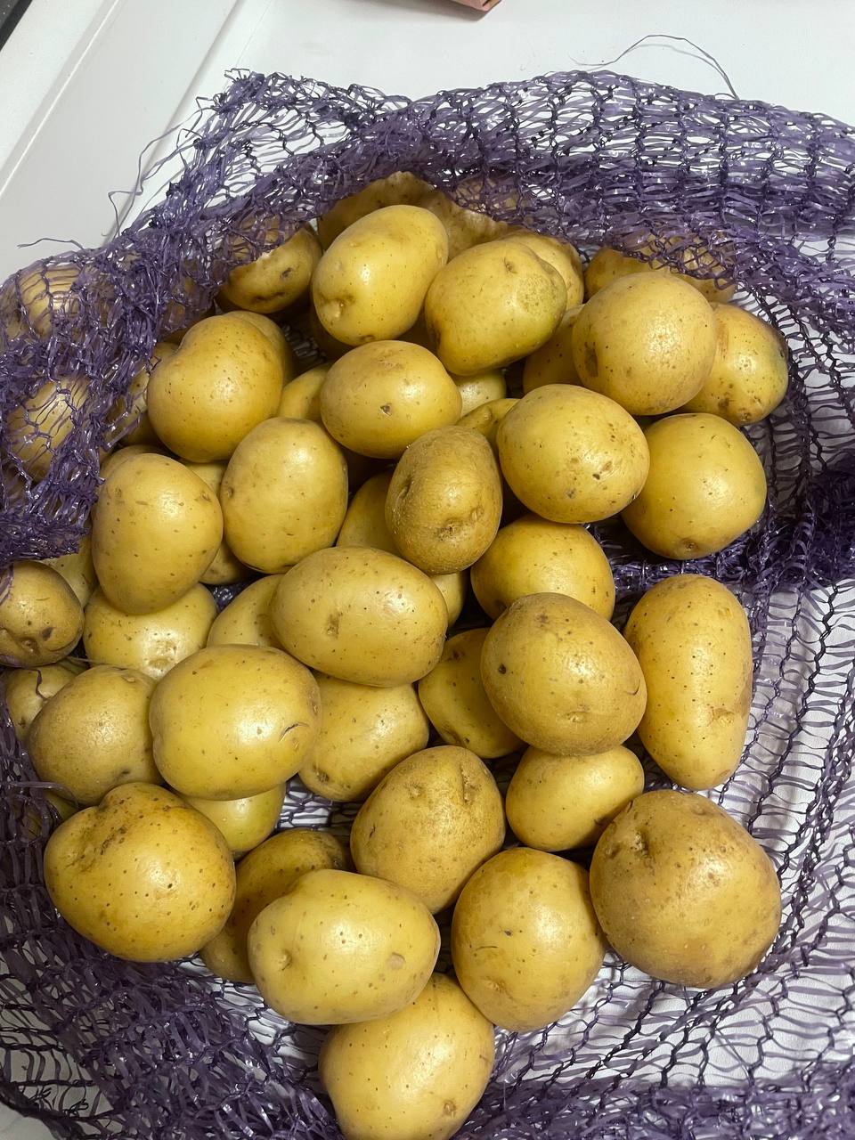 Семенной картофель Коломбо