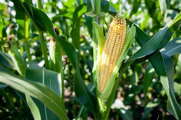 Семена кукурузы КСС 5290 2021 г