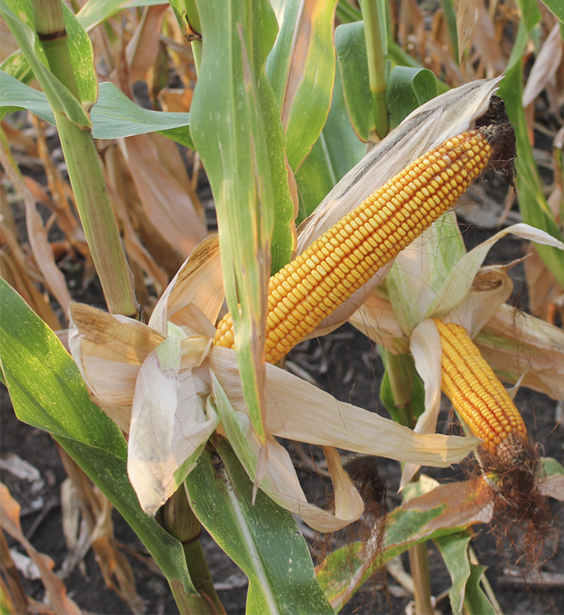 Семена кукурузы Ладожский 292 АМВ (ФАО 290)
