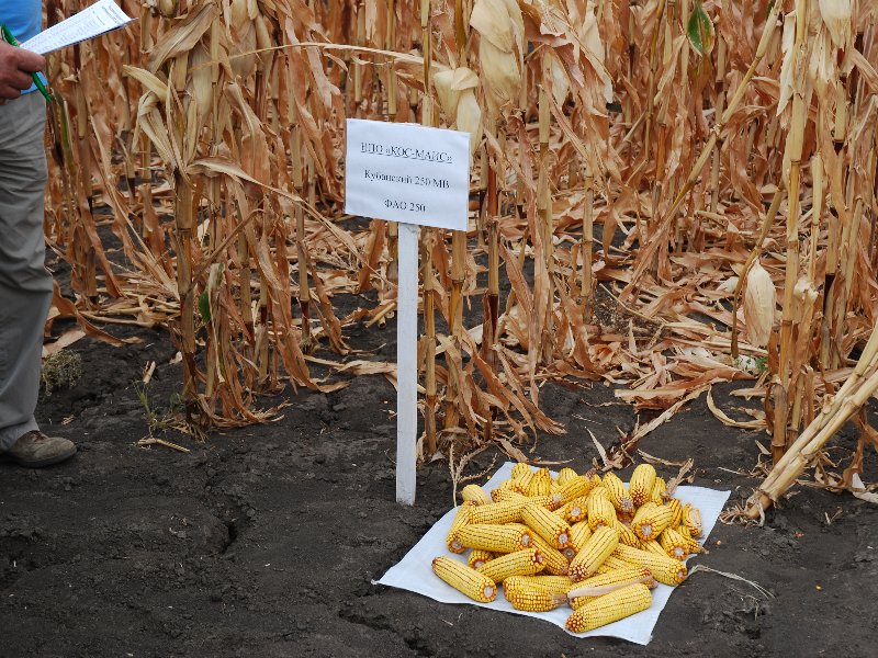 Семена кукурузы Микси РАЖТ-2021
