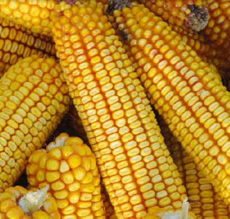 Семена кукурузы Краснодарский 291 Краснодарский край