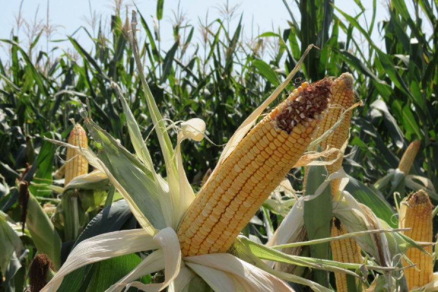 Семена кукурузы Ладожские 292, 250 - Семеноводство Кубани